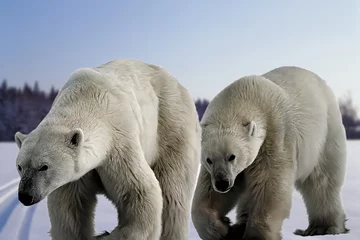 Ingelijste posters The increasingly rare polar bear or white bear (Ursus maritimus) large carnivore of the north pole. © Gianpiero