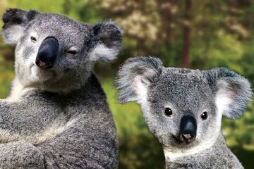 The koala or coala, also called small bear, is the cute and famous Australian marsupial mammal