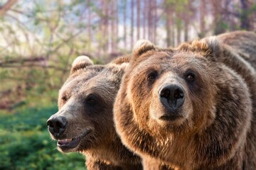 Two splendid specimens of grizzly bear, also called grizzly or gray bear one of the best known and...