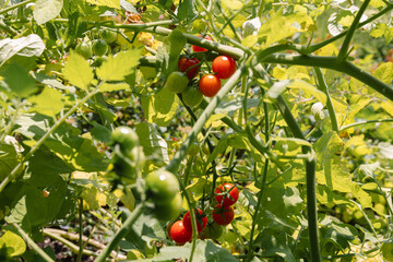 red cherry tomatoes on the vine