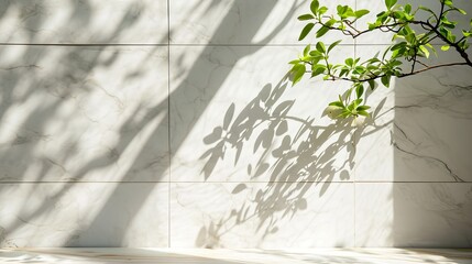 Spring sunlight in green branch of tree with shadow on white marble tile wall, wood table, copy space.   