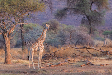 Early morning sunlight paints a gorgeous safari backdrop for a giraffe.