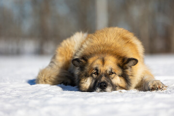 fluffy dog in snow