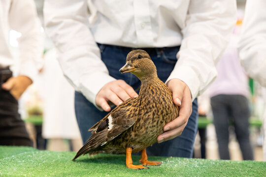 duck show