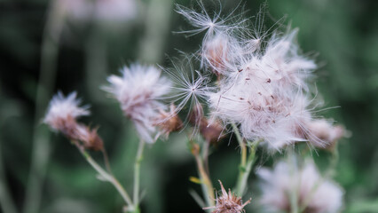Close up flowers