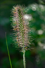 kwiat rozlpenicy pod słońce, rozplenica japońska (Pennisetum alopecuroides), Pennisetum grass,...