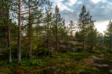 Rorest in Rovaniemi Lapland 
Finland Sunset