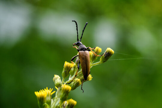 Makro aufnahme, Kleiner Schmalbock, Stenurella melanura. Ein K&auml;fer auf einer Pflanze mit gelben Bl&uuml;ten. Das Tier Putzt sich gerade mit der Zunge Gr&uuml;nes Bokeh, copyspace