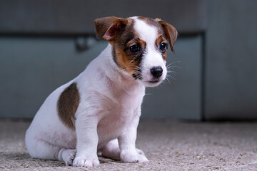 Small, cute, funny Jack Russell Terrier puppy in the room on the rug.