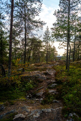 Fototapeta premium Rorest in Rovaniemi Lapland Finland Sunset