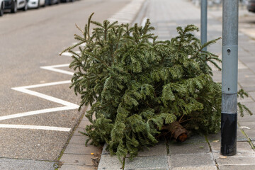 discarded fir tree on the street