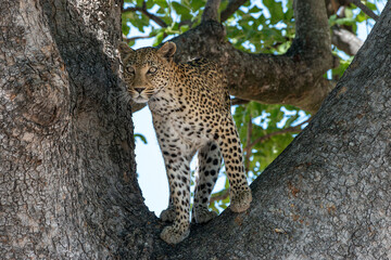 Léoparde au Botswana, réserve de chasse de Moremi