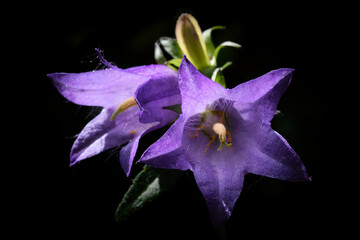 Makro zweier Lil Blütenköpfe einer Nesselblättrige Glockenblume, Campanula trachelium. Schwarzer...