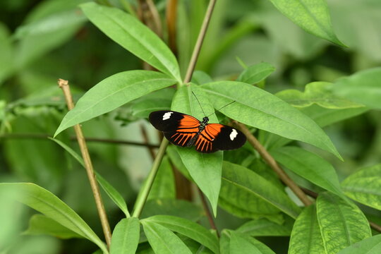 orange butterfly on a leaf
