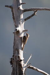 Alpine treecreeper, (Certhia familiaris) Rampichino alpestre