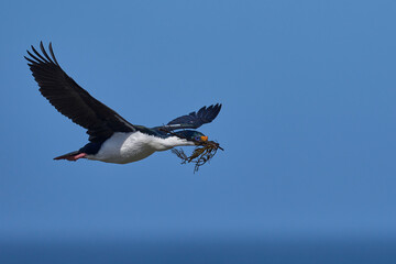 Imperial Shag (Phalacrocorax atriceps albiventer) in flight carrying vegetation to be used as nesting material on Sea Lion Island in the Falkland Islands