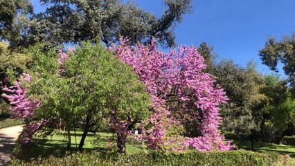 Retiro essentials- Arbol del amor 