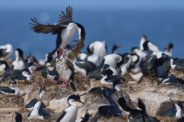 Imperial Shag (Phalacrocorax atriceps albiventer) landing with vegetation to be used as nesting...