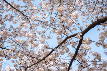 Cherry Blossoms against the blue sky in spring with Soft focus, in Korea