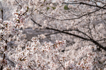 Close up of Cherry Blossoms in spring with Soft focus, in Seoul, South Korea