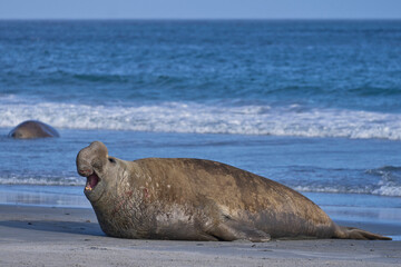 Male Southern Elephant Seal (Mirounga leonina) with mouth open and roaring during the breeding...