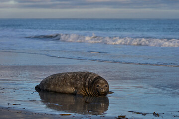Naklejka premium Southern Elephant Seal pup (Mirounga leonina) on a sandy beach on Sea Lion Island in the Falkland Islands.