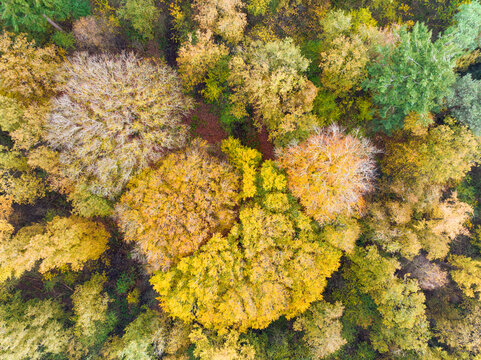 Abstract aerial top view of forest Rijsterbos in autumn colours, Mirns, Gaasterland, Friesland, Netherlands.