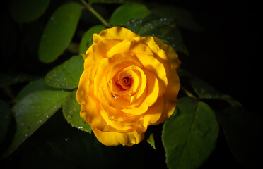 A beautiful flower called rose. Sign of tenderness. Beauty. Nature. Love.