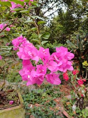 Close up of pink bougainvillea flowers and leaves. Beautiful colorful blooming flowers with cute bush growing in the garden.