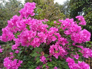 Close up of pink bougainvillea flowers and leaves. Beautiful colorful blooming with cute flowers bush growing in the garden.