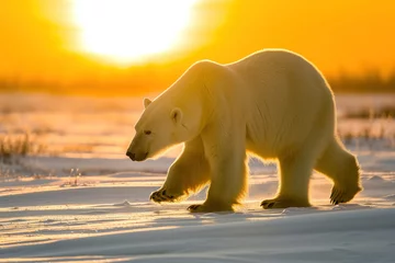 Foto op Canvas side way Polar bear walks on snow during sunrise © EmmaStock