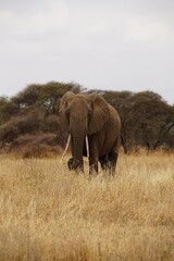 african wildlife, elephant, grassland