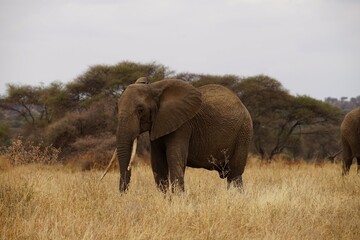 Fototapeta na wymiar african wildlife, elephant, grassland
