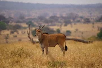 Plexiglas foto achterwand african wildlife, eland antelopes © JaDeLissen