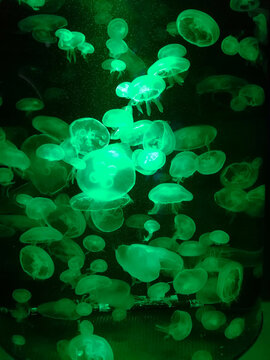 Beautiful light reflection on jellyfish in the at the Institute of Marine Science Burapha University. 