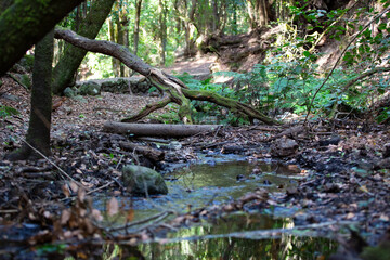 Laurisilva natural old rainforest on the island of La Gomera, Cnaryian Islands in Spain.