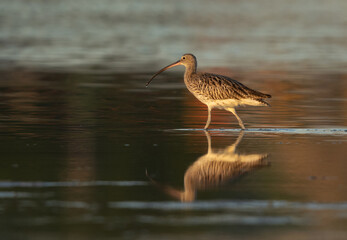 Eurasian curlew in the morning light with dramatic reflection at Mameer creek,  Bahrain