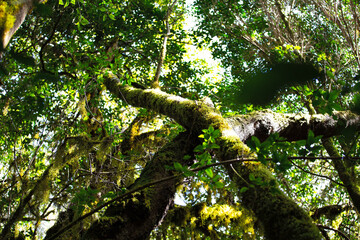 Laurisilva natural old rainforest on the island of La Gomera, Cnaryian Islands in Spain.