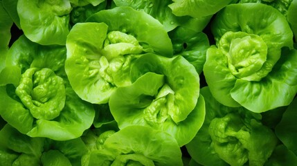  a close up of a bunch of lettuce growing in a field of green leafy lettuce.