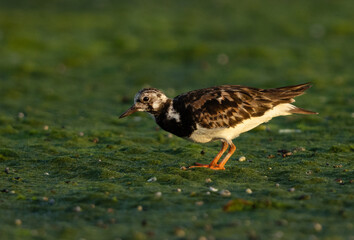 Ruddy Turnstone on green at mameer creek, Bahrain