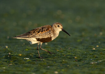 Portrait of a Dunlin in breeding plumage at mameer creek, Bahrain