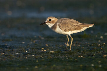 Portrait of a Greater sand plover at Mameer creek of Bahrain