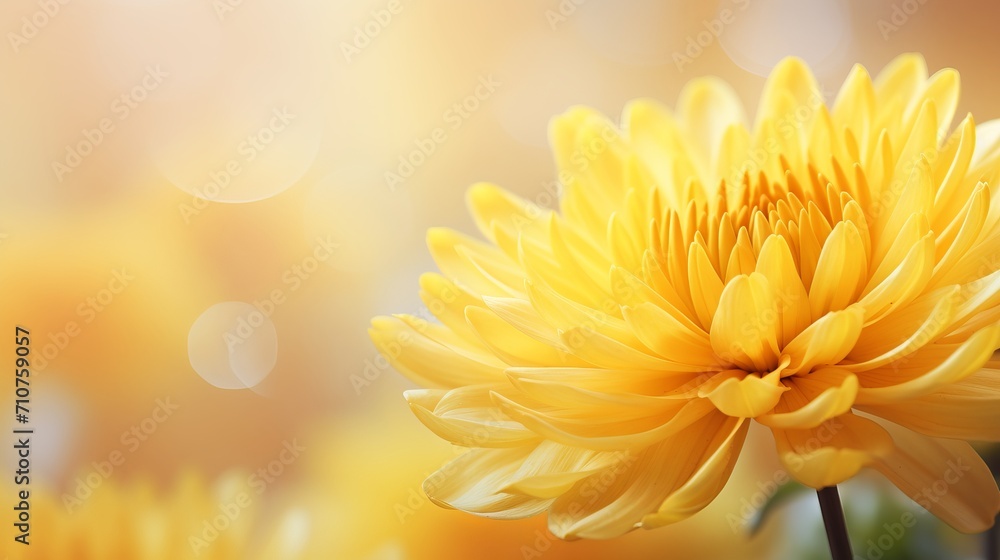 Poster yellow chrysanthemum blossom on isolated magical bokeh background with copy space for text