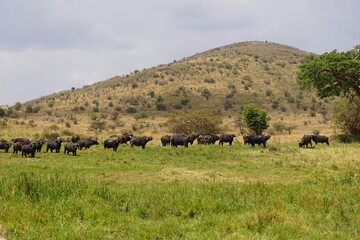 african wildlife, herd of cape buffaloes