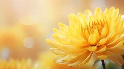Fototapeta premium Yellow chrysanthemum blossom on isolated magical bokeh background with copy space for text