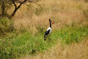african wildlife, saddle stork