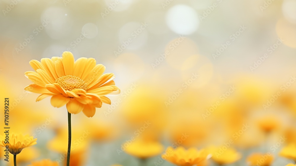 Poster yellow chrysanthemum on captivating bokeh background with ample text space on the left