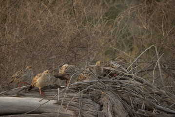 Grey francolins on tree trunk at Hamala, Bahrain