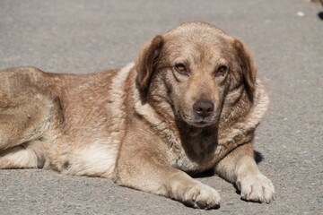 single old dog sleeping alone