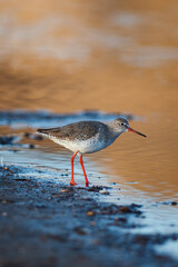 Redshank Tringa totanus on the beach